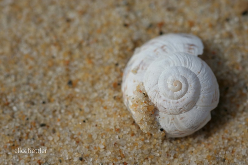 Schneckenhaus am Strand 